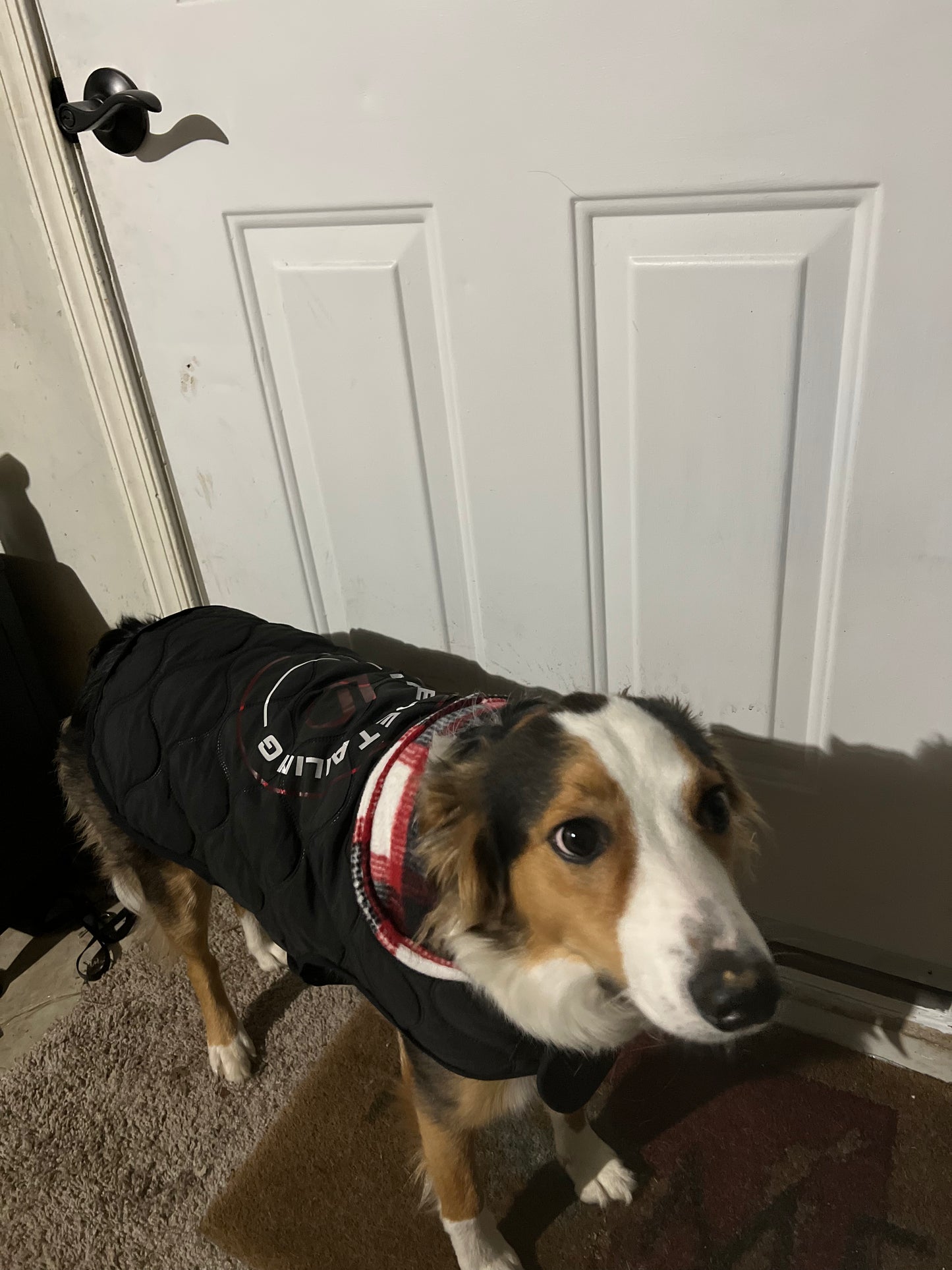 Dog Winter Coat